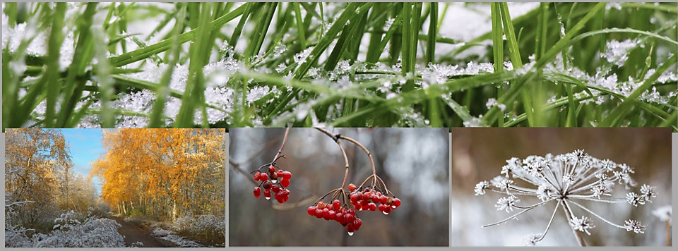 Отчеты о расходах